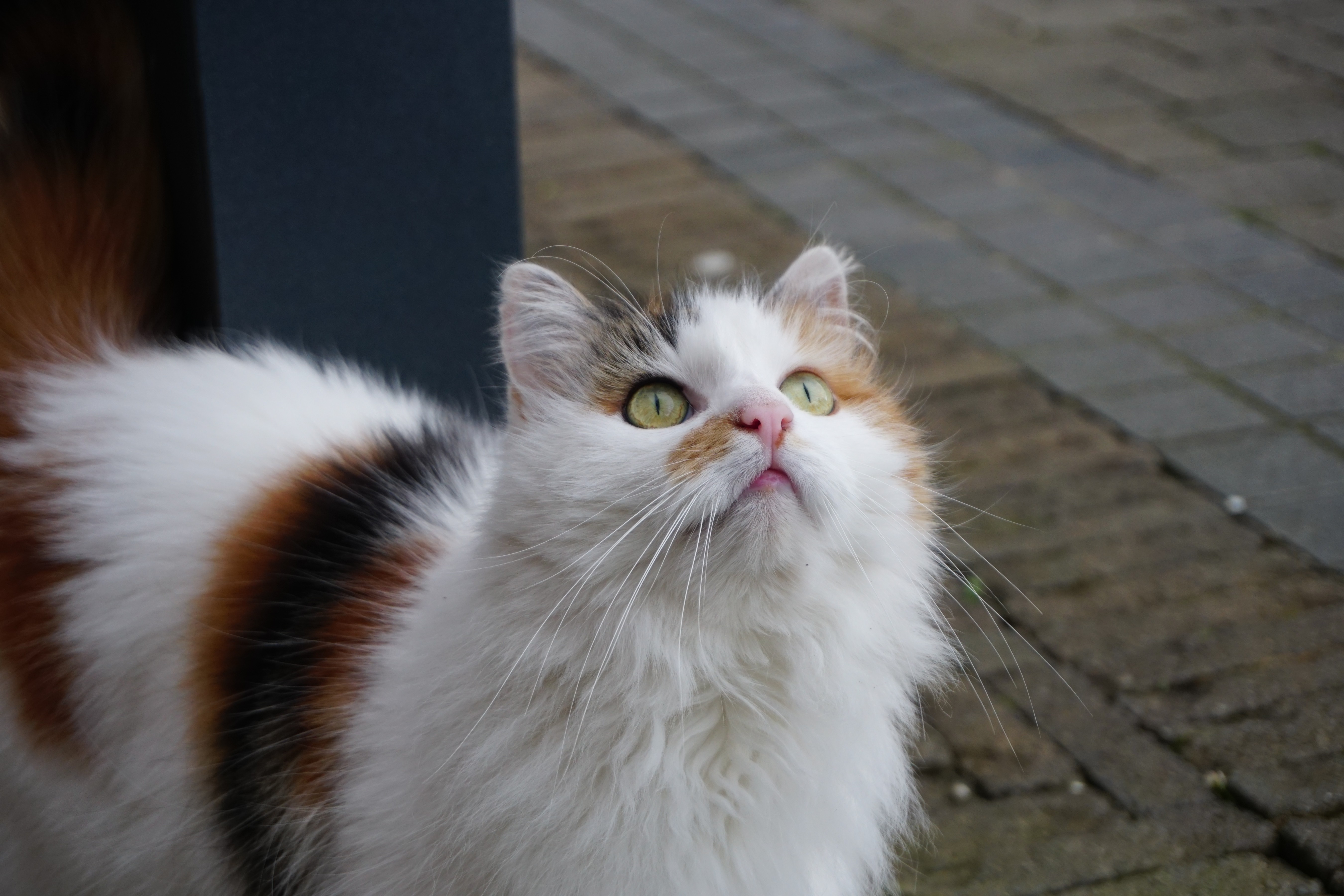 A really nice portrait landscape photo of a cat