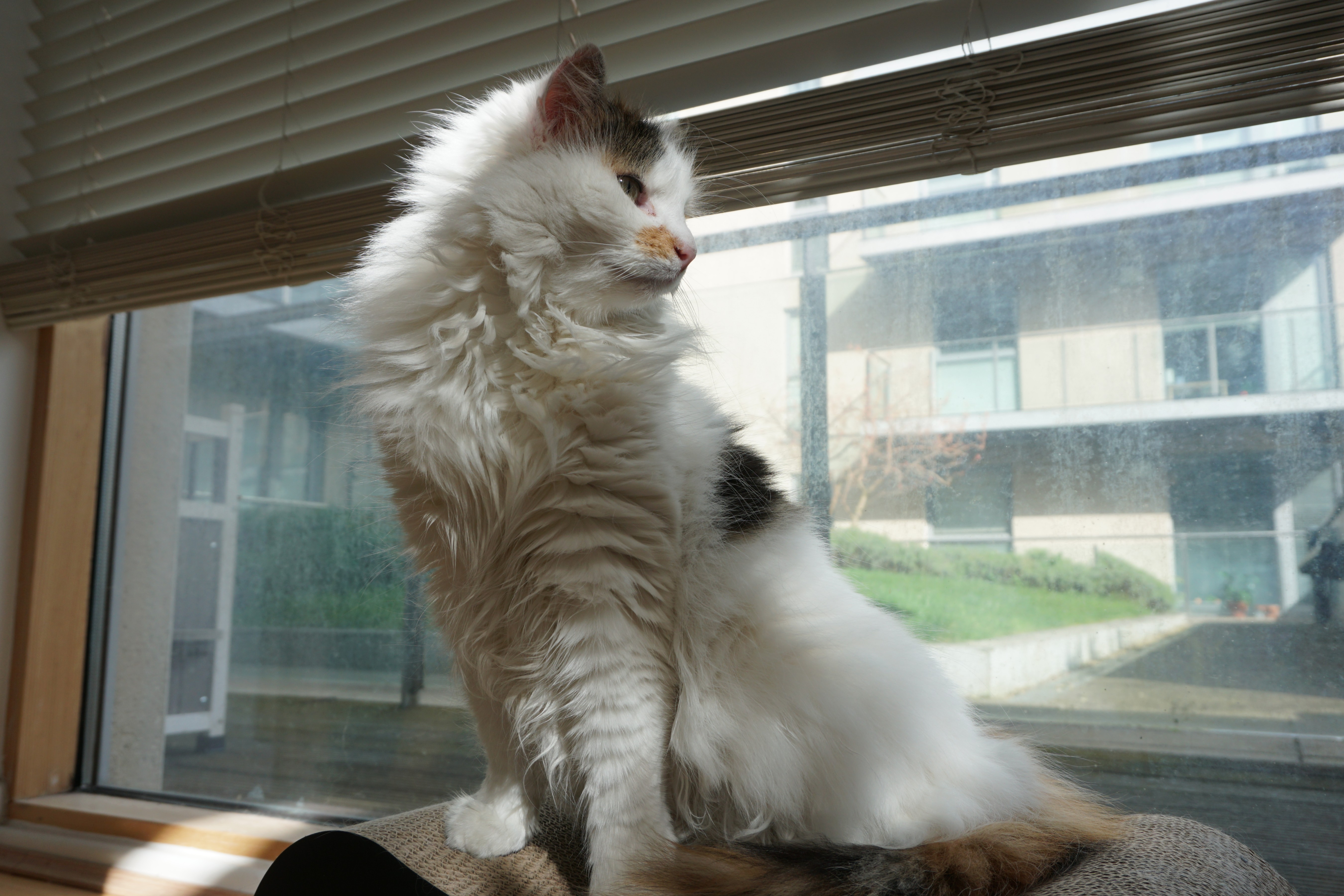 A photo of a cat just stretching after it gets up from a nap