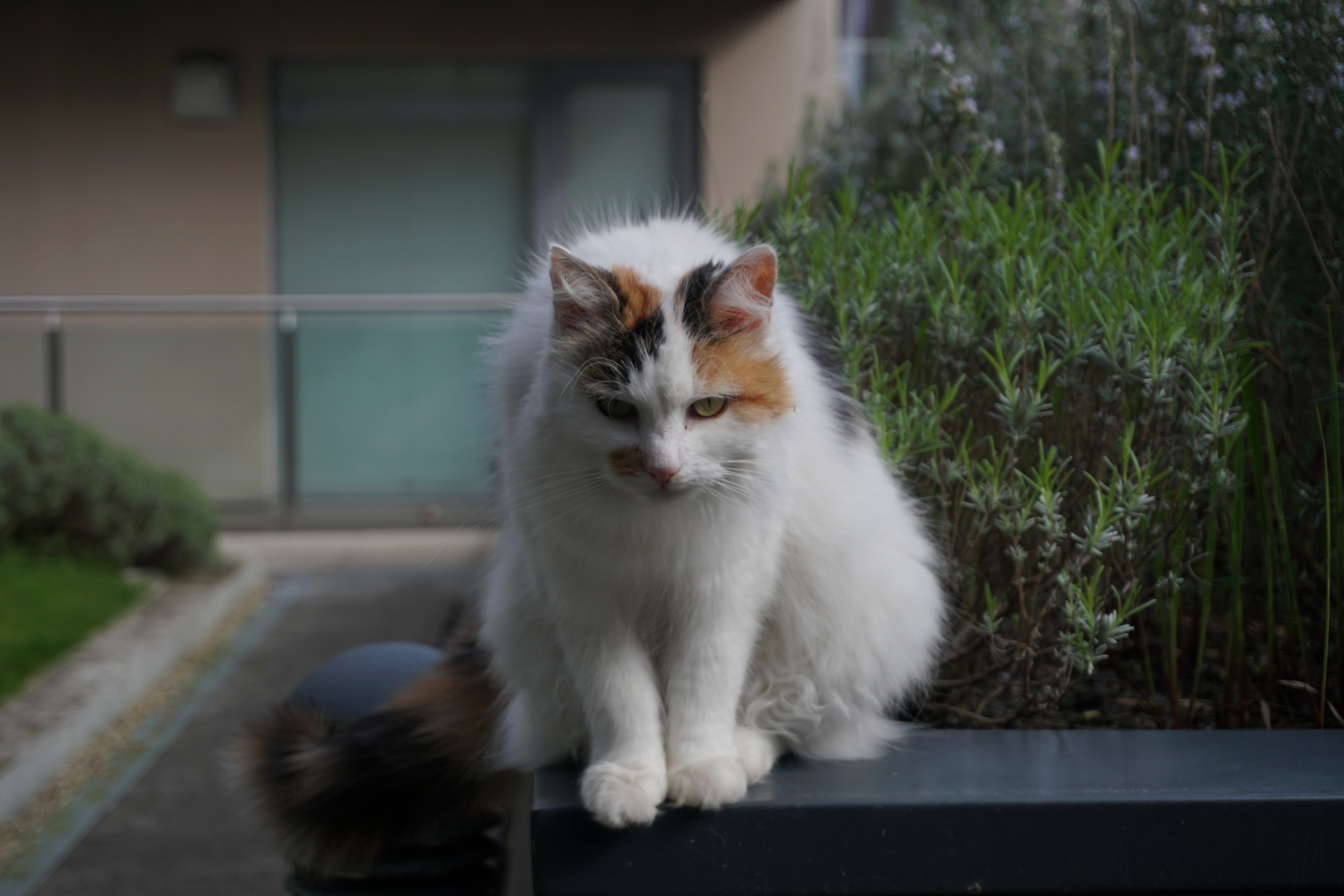 A picture of a cat looking reminiscent of a large hunting cat