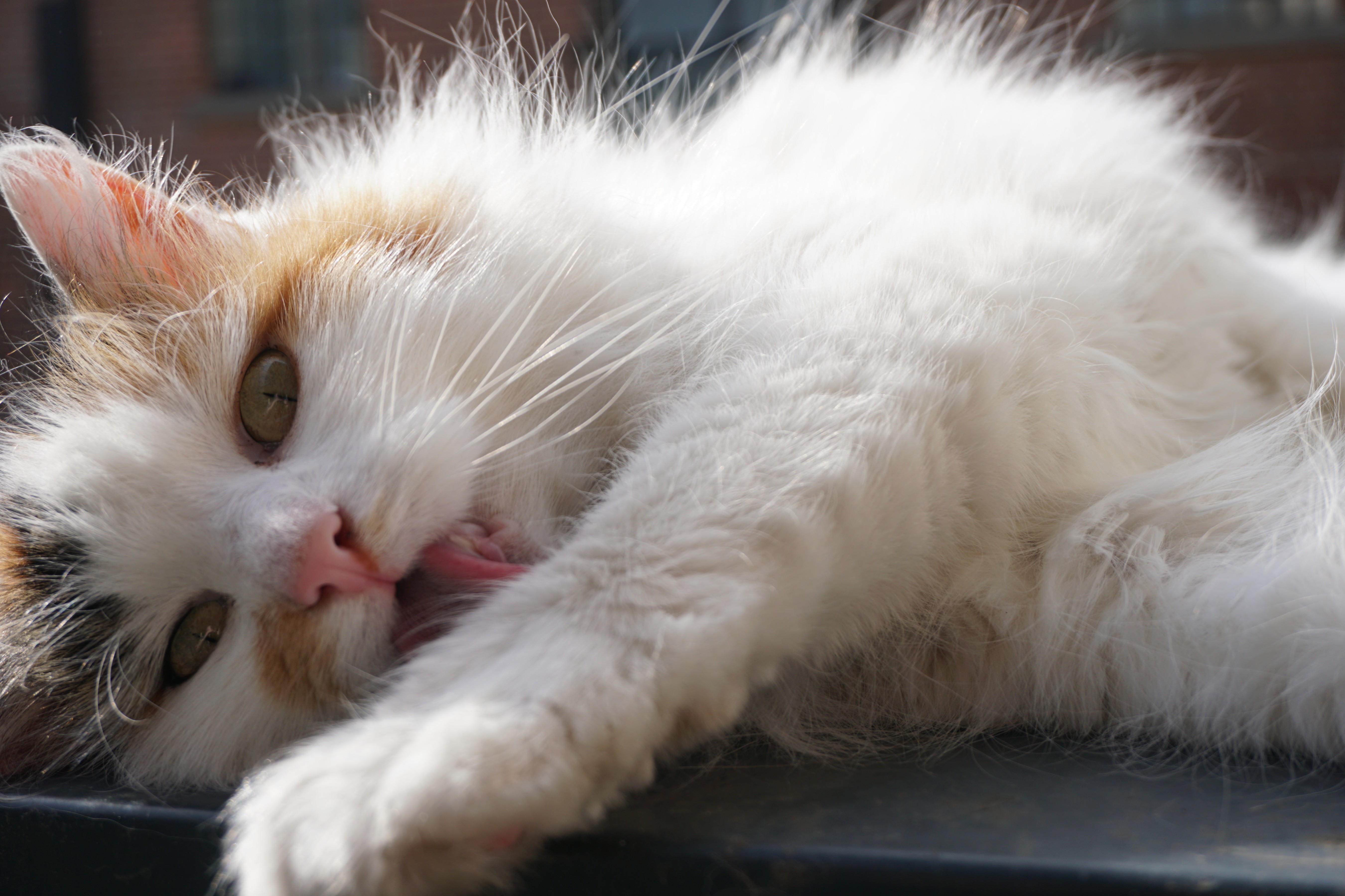 A close up of a cat licking her paw