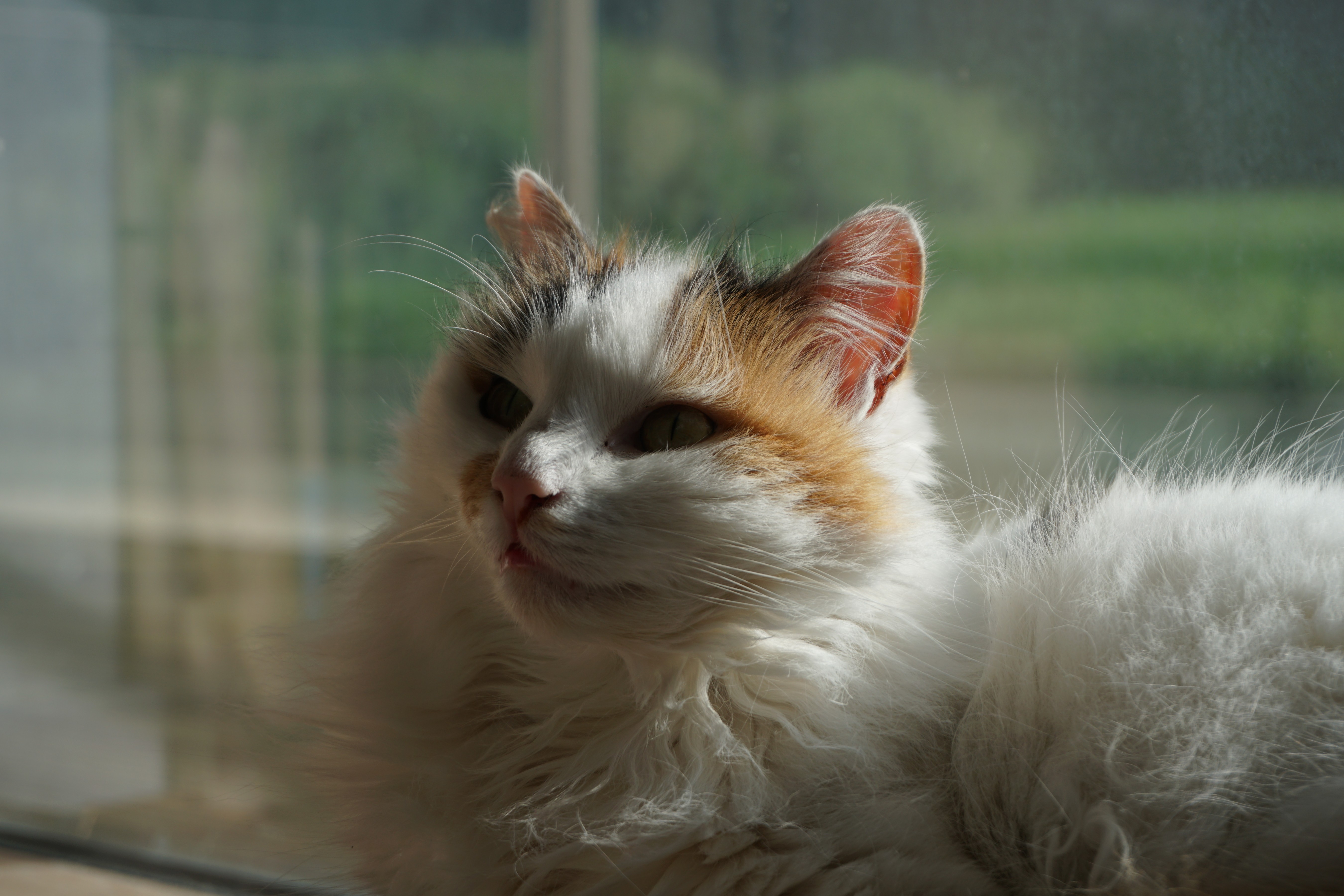 A dramatically lit close up photo of a cat